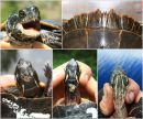 Zierschildkr&ouml;te, Chrysemys picta, oben: M&auml;nnchen mit zahnartigen Spitzenforts&auml;tzen an der Hornscheide und M&auml;nnchen mit Zacken am vorderen Panzerand als Sexualwaffe, unten: Weibchen mit typischen Wunden durch solche M&auml;nnchen &ndash; &copy; Patrick D. Moldowan