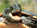 Zierschildkröte, Chrysemys picta, Männchen mit zahnartigen Spitzenfortsätzen an der Hornscheide als Sexualwaffe – © Patrick D. Moldowan