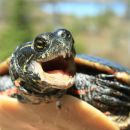Zierschildkröte, Chrysemys picta, Männchen mit zahnartigen Spitzenfortsätzen an der Hornscheide als Sexualwaffe – © Patrick D. Moldowan Zierschildkröte, Chrysemys picta, Männchen mit zahnartigen Spitzenfortsätzen an der Hornscheide als Sexualwaffe – © Patrick D. Moldowan
