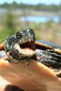Zierschildkr&ouml;te, Chrysemys picta, M&auml;nnchen mit zahnartigen Spitzenforts&auml;tzen an der Hornscheide als Sexualwaffe &ndash; &copy; Patrick D. Moldowan