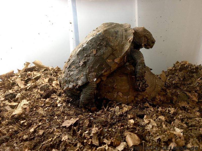 Dreikiel-Scharnierschildkröte, Cuora mouhotii, ein Pärchen bei der Kopulation – © Hilmar Hufer Dreikiel-Scharnierschildkröte, Cuora mouhotii, ein Pärchen bei der Kopulation – © Hilmar Hufer
