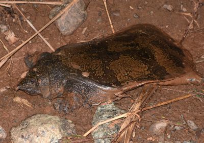 Malayen-Weichschildkröte, Dogania subplana, – © Sami Asad