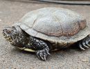 Europäische Sumpfschildkröte, Emys orbicularis, ein Weibchen – © Annett Werner