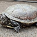 Europäische Sumpfschildkröte, Emys orbicularis, ein Weibchen – © Annett Werner Europäische Sumpfschildkröte, Emys orbicularis, ein Weibchen – © Annett Werner