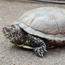 Europäische Sumpfschildkröte, Emys orbicularis, ein Weibchen – © Annett Werner