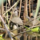 Europäische Sumpfschildkröte (links), Emys orbicularis, und Westkaspische Schildkröte (rechts), Mauremys rivulata, sonnen gemeinsam – © Hans-Jürgen Bidmon