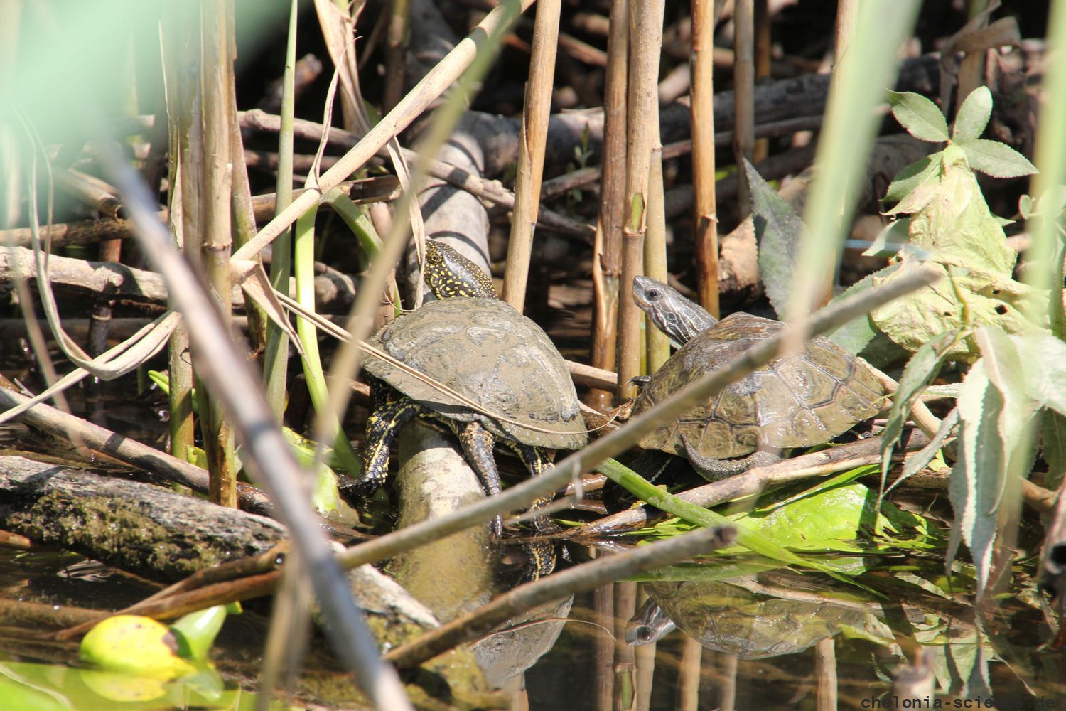 Europäische Sumpfschildkröte (links), Emys orbicularis, und Westkaspische Schildkröte (rechts), Mauremys rivulata, sonnen gemeinsam – © Hans-Jürgen Bidmon