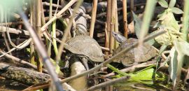 Europäische Sumpfschildkröte (links), Emys orbicularis, und Westkaspische Schildkröte (rechts), Mauremys rivulata, sonnen gemeinsam – © Hans-Jürgen Bidmon Europäische Sumpfschildkröte (links), Emys orbicularis, und Westkaspische Schildkröte (rechts), Mauremys rivulata, sonnen gemeinsam – © Hans-Jürgen Bidmon