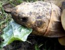 Indische Sternschildkröte, Geochelone elegans, frisst ein mit Mehltau bewachsenes Breitwegerichblatt – © Hans-Jürgen Bidmon