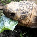 Indische Sternschildkröte, Geochelone elegans, frisst ein mit Mehltau bewachsenes Breitwegerichblatt – © Hans-Jürgen Bidmon