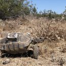 Kalifornische Gopherschildkröte, Gopherus agassizii, – © Steven J. Hromada Kalifornische Gopherschildkröte, Gopherus agassizii, – © Steven J. Hromada