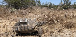 Kalifornische Gopherschildkröte, Gopherus agassizii, – © Steven J. Hromada