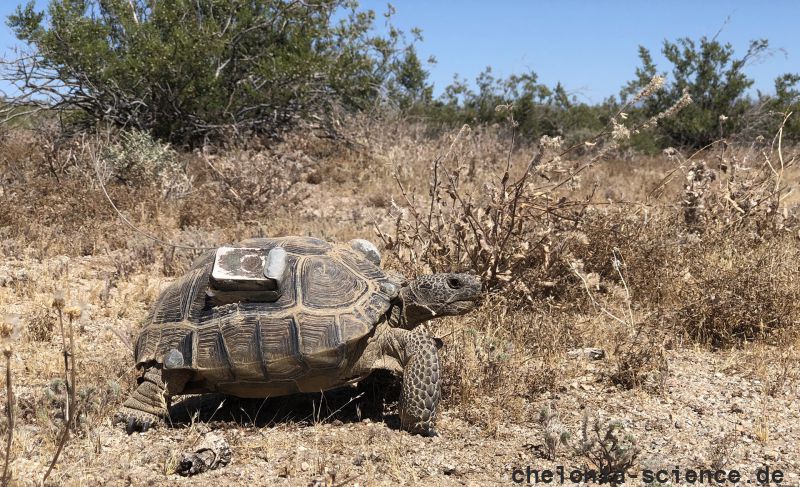 Kalifornische Gopherschildkröte, Gopherus agassizii, – © H. Bradley Shaffer