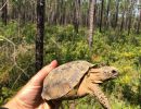 Georgia-Gopherschildkröte, Gopherus polyphemus, – © Brian Folt