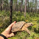 Georgia-Gopherschildkröte, Gopherus polyphemus, – © Brian Folt