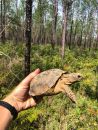 Georgia-Gopherschildkr&ouml;te, Gopherus polyphemus, &ndash; &copy; Brian Folt