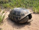 Georgia-Gopherschildkröte, Gopherus polyphemus, – © Brian Folt