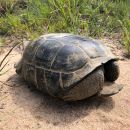 Georgia-Gopherschildkröte, Gopherus polyphemus, – © Brian Folt