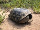 Georgia-Gopherschildkr&ouml;te, Gopherus polyphemus, &ndash; &copy; Brian Folt