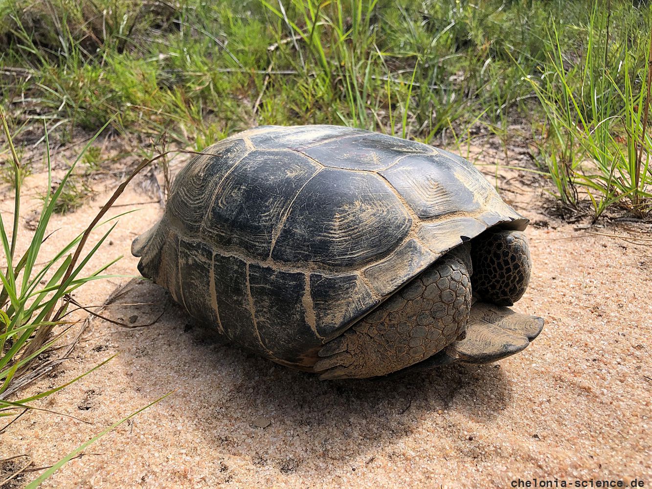 Georgia-Gopherschildkröte, Gopherus polyphemus, – © Brian Folt