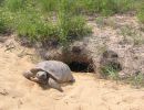 Georgia-Gopherschildkröte, Gopherus polyphemus, – © Tracey C. Tuberville