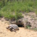 Georgia-Gopherschildkröte, Gopherus polyphemus, – © Tracey C. Tuberville