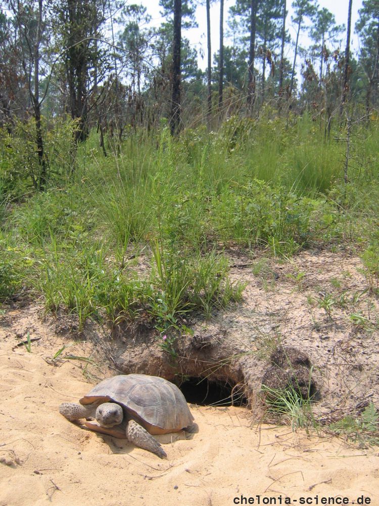 Georgia-Gopherschildkröte, Gopherus polyphemus, – © Tracey C. Tuberville