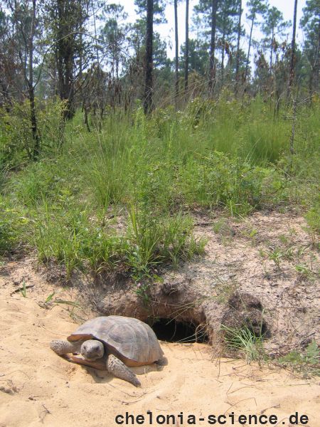 Georgia-Gopherschildkröte, Gopherus polyphemus, – © Tracey C. Tuberville Georgia-Gopherschildkröte, Gopherus polyphemus, – © Tracey C. Tuberville