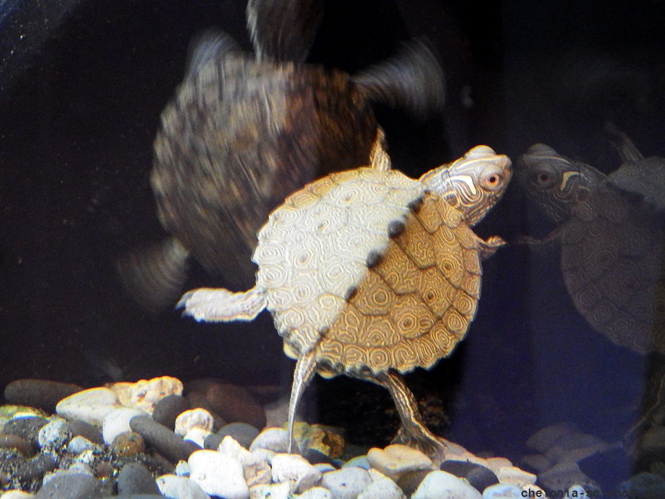 Mississippi-Höckerschildkröte, Graptemys pseudogeographica kohnii, – © Hans-Jürgen Bidmon