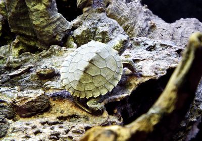 Graptemys pseudogeographica pseudogeographica – Missouri-Höckerschildkröte