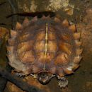 Stachel-Erdschildkröte, Heosemys spinosa, ein juveniles Exemplar – © Sami Asad