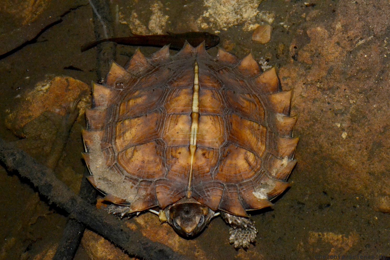 Stachel-Erdschildkröte, Heosemys spinosa, ein juveniles Exemplar – © Sami Asad