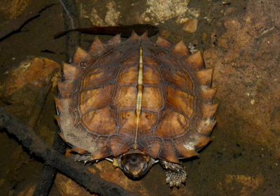 Stachel-Erdschildkröte, Heosemys spinosa, – © Sami Asad