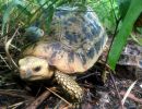 Gelbkopfschildkröte, Indotestudo elongata, mit Radiotransmitter im Habitat – © Matthew Ward