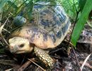 Gelbkopfschildkröte, Indotestudo elongata, mit Radiotransmitter im Habitat – © Matthew Ward