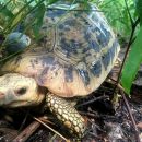 Gelbkopfschildkröte, Indotestudo elongata, mit Radiotransmitter im Habitat – © Matthew Ward