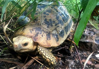 Gelbkopfschildkröte, Indotestudo elongata, – © Matthew Ward