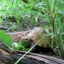 Gelbkopfschildkröte, Indotestudo elongata, mit Radiotransmitter frisst Blätter – © Matthew Ward