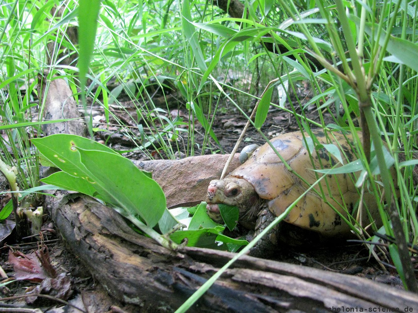 Gelbkopfschildkröte, Indotestudo elongata, mit Radiotransmitter frisst Blätter – © Matthew Ward