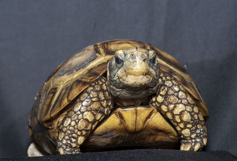 Westafrikanische Glattrandgelenkschildkröte, Kinixys belliana nogueyi, – © John Zoran Westafrikanische Glattrandgelenkschildkröte, Kinixys belliana nogueyi, – © John Zoran