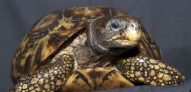 Westafrikanische Glattrandgelenkschildkröte, Kinixys belliana nogueyi, – © John Zoran