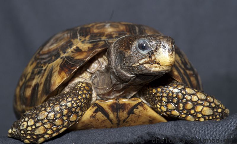 Westafrikanische Glattrandgelenkschildkröte, Kinixys belliana nogueyi, – © John Zoran Westafrikanische Glattrandgelenkschildkröte, Kinixys belliana nogueyi, – © John Zoran