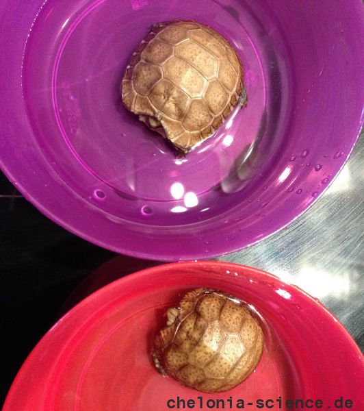 Westafrikanische Glattrandgelenkschildkröte, Kinixys belliana nogueyi, – © John Zoran Westafrikanische Glattrandgelenkschildkröte, Kinixys belliana nogueyi, – © John Zoran