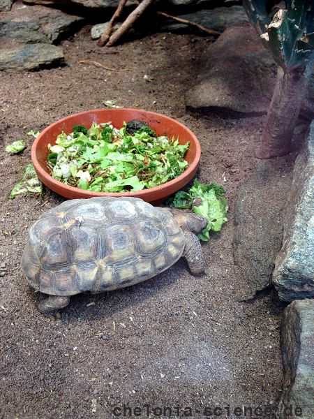 Westafrikanische Glattrandgelenkschildkröte, Kinixys belliana nogueyi, – © John Zoran Westafrikanische Glattrandgelenkschildkröte, Kinixys belliana nogueyi, – © John Zoran