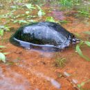 Jalisco-Klappschildkröte, Kinosternon chimalhuaca, – © Taggert G. Butterfield