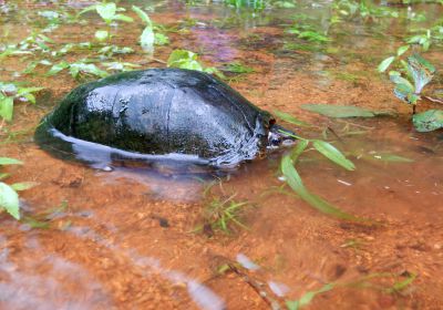 Jalisco-Klappschildkröte, Kinosternon chimalhuaca, – © Taggert G. Butterfield