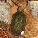 Jalisco-Klappschildkröte, Kinosternon chimalhuaca, – © Taggert G. Butterfield