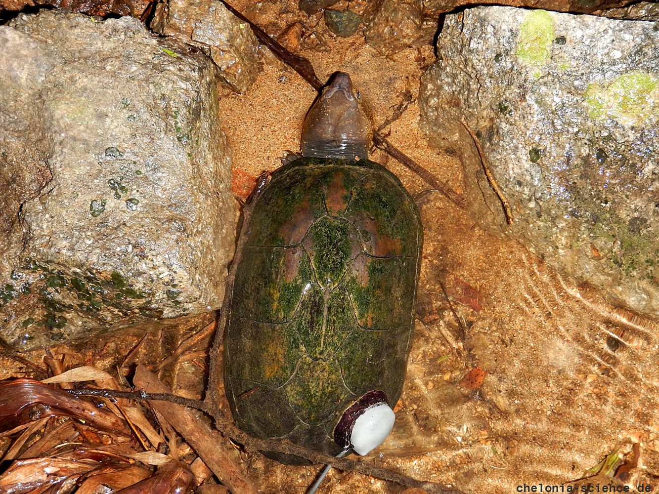 Jalisco-Klappschildkröte, Kinosternon chimalhuaca, – © Taggert G. Butterfield