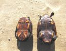 Plastron (Bauchpanzer) der Skorpions-Klappschildkröte, Kinosternon scorpioides, links ein männliches Tier, rechts ein Weibchen – © Larissa Barreto