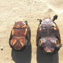 Plastron (Bauchpanzer) der Skorpions-Klappschildkröte, Kinosternon scorpioides, links ein männliches Tier, rechts ein Weibchen – © Larissa Barreto